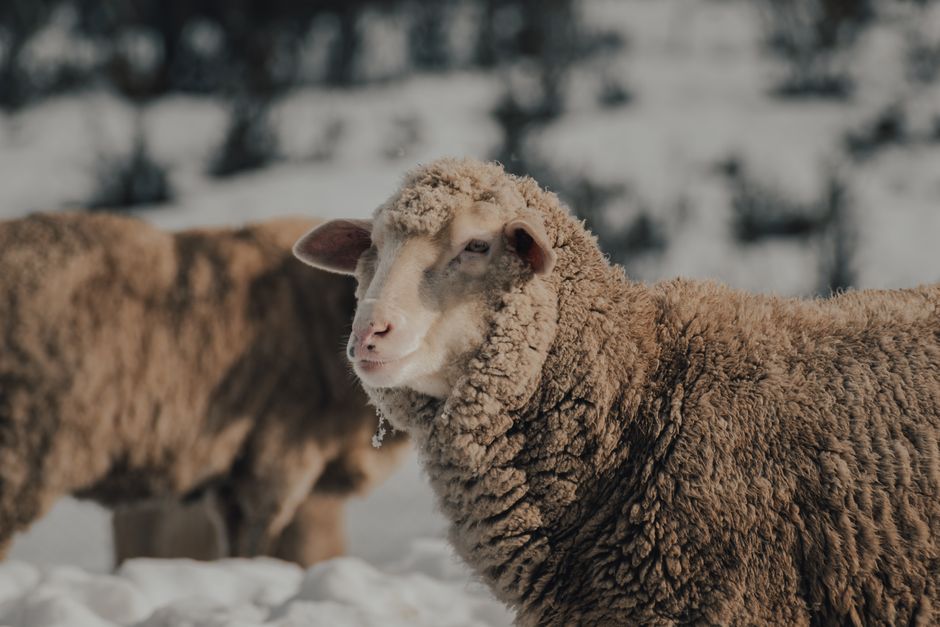 Close-up of Merino sheep in a winter pasture, highlighting their textured wool against a snowy backdrop.