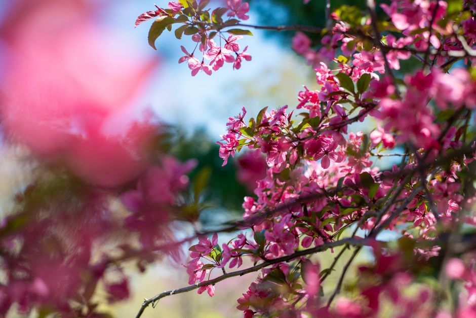 Close-up of pink cherry blossoms on branches against a clear sky.