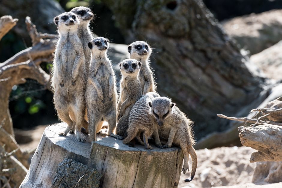 A family of meerkats standing alert on a tree stump in Dresden Zoo.