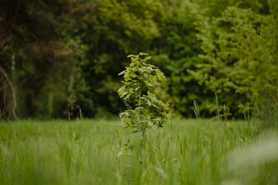 Effortless Pant vs Carrot Pant: Which Works Better at Work