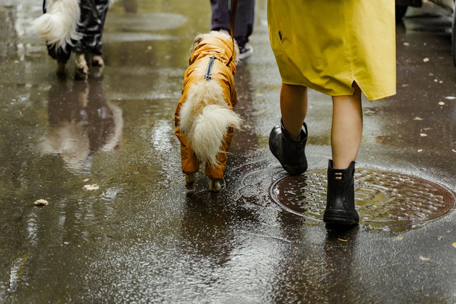 A person walks dogs in colorful raincoats on a wet road, capturing a rainy day vibe.