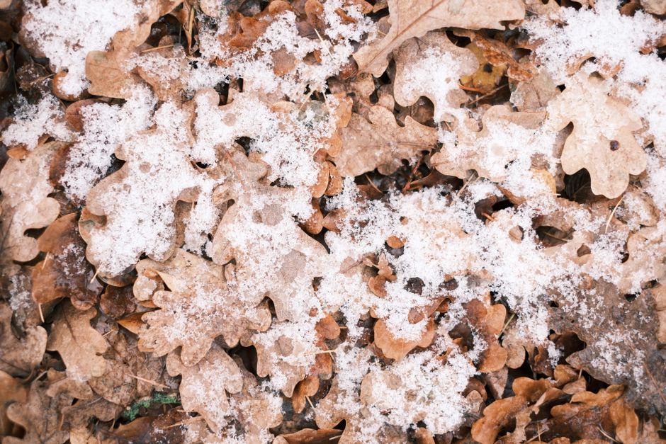 Close-up of winter oak leaves covered with a dusting of snow, creating a natural texture.